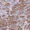 TGFB1-Induced Anti-Apoptotic Factor 1 antibody, HPA051129, Atlas Antibodies, Immunohistochemistry frozen image 