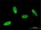 SRY-Box 8 antibody, H00030812-M01, Novus Biologicals, Immunofluorescence image 