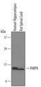 Fatty acid binding protein 11b antibody, PA5-47789, Invitrogen Antibodies, Western Blot image 