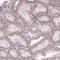 Ribonuclease A Family Member 10 (Inactive) antibody, HPA052593, Atlas Antibodies, Immunohistochemistry frozen image 