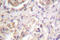 BCL2 Like 1 antibody, LS-C176388, Lifespan Biosciences, Immunohistochemistry frozen image 
