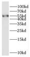 RasGEF Domain Family Member 1A antibody, FNab07129, FineTest, Western Blot image 