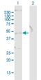 Transducer Of ERBB2, 1 antibody, H00010140-B01P, Novus Biologicals, Western Blot image 