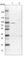 BICD Cargo Adaptor 2 antibody, HPA024452, Atlas Antibodies, Western Blot image 