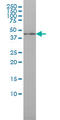 Interferon Regulatory Factor 9 antibody, LS-C105099, Lifespan Biosciences, Western Blot image 