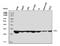 Cyclin Dependent Kinase 2 antibody, M00166-4, Boster Biological Technology, Western Blot image 