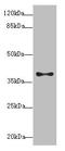 Programmed Cell Death 2 Like antibody, LS-C676226, Lifespan Biosciences, Western Blot image 