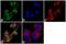 Obestatin antibody, PA1-1070, Invitrogen Antibodies, Immunofluorescence image 