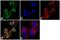 Ghrelin And Obestatin Prepropeptide antibody, PA1-1070, Invitrogen Antibodies, Immunofluorescence image 