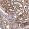 Two Pore Segment Channel 1 antibody, NBP1-83642, Novus Biologicals, Immunohistochemistry paraffin image 