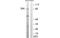 Salt Inducible Kinase 1 antibody, MBS839696, MyBioSource, Western Blot image 