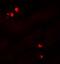 Serum/Glucocorticoid Regulated Kinase 1 antibody, NBP1-76578, Novus Biologicals, Immunofluorescence image 
