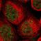Sin3A Associated Protein 18 antibody, PA5-52821, Invitrogen Antibodies, Immunofluorescence image 