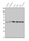 Pancreas Associated Transcription Factor 1a antibody, A03891-2, Boster Biological Technology, Western Blot image 