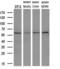 Pep4 antibody, MA5-25242, Invitrogen Antibodies, Western Blot image 