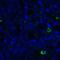 TNF Superfamily Member 14 antibody, LS-C669108, Lifespan Biosciences, Immunofluorescence image 