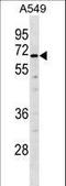 TUB Like Protein 2 antibody, LS-C157298, Lifespan Biosciences, Western Blot image 