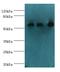 Glutamate Dehydrogenase 2 antibody, MBS1498593, MyBioSource, Western Blot image 