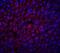 Albumin antibody, NBP1-77027, Novus Biologicals, Immunocytochemistry image 