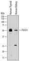 Alpha-L-Fucosidase 1 antibody, AF7039, R&D Systems, Western Blot image 