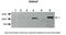 Ssemaphorin 4F antibody, PA5-42878, Invitrogen Antibodies, Western Blot image 