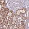 Tubulin polyglutamylase TTLL13 antibody, NBP2-13492, Novus Biologicals, Immunohistochemistry frozen image 