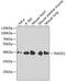 E-Tmod antibody, 19-296, ProSci, Western Blot image 