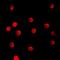 Transcription Elongation Factor A Like 1 antibody, abx133534, Abbexa, Western Blot image 