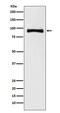 MALT1 Paracaspase antibody, M01599-1, Boster Biological Technology, Western Blot image 