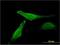 Myoglobin antibody, H00004151-M13, Novus Biologicals, Immunofluorescence image 