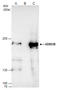 Lysine Demethylase 3B antibody, GTX116198, GeneTex, Immunoprecipitation image 