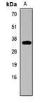 Gonadotropin Releasing Hormone 1 antibody, LS-C667821, Lifespan Biosciences, Western Blot image 