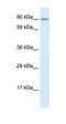 Teashirt Zinc Finger Homeobox 3 antibody, orb324443, Biorbyt, Western Blot image 