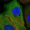 Erythrocyte Membrane Protein Band 4.1 Like 4B antibody, PA5-60150, Invitrogen Antibodies, Immunofluorescence image 