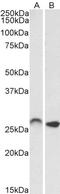 Homeobox C6 antibody, LS-B10577, Lifespan Biosciences, Western Blot image 