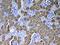 Phenylalanine Hydroxylase antibody, PA5-79780, Invitrogen Antibodies, Immunohistochemistry frozen image 