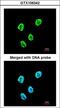 SET Nuclear Proto-Oncogene antibody, LS-C185797, Lifespan Biosciences, Immunocytochemistry image 