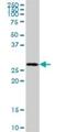 Mitochondrial Ribosomal Protein L46 antibody, H00026589-B01P, Novus Biologicals, Western Blot image 