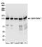 PTPRF-interacting protein-binding protein 1 antibody, A304-610A, Bethyl Labs, Western Blot image 