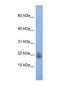 RNase 1 antibody, NBP1-69256, Novus Biologicals, Western Blot image 