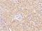 BEN Domain Containing 7 antibody, 205690-T08, Sino Biological, Immunohistochemistry frozen image 