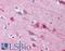 EMX2 antibody, LS-B4708, Lifespan Biosciences, Immunohistochemistry frozen image 