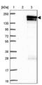 Lysine Demethylase 5B antibody, PA5-55535, Invitrogen Antibodies, Western Blot image 