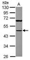 Tu Translation Elongation Factor, Mitochondrial antibody, GTX101764, GeneTex, Western Blot image 