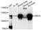 Signal Regulatory Protein Alpha antibody, STJ111516, St John