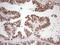 Serine And Arginine Rich Splicing Factor 9 antibody, LS-C799000, Lifespan Biosciences, Immunohistochemistry paraffin image 