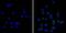 CD11C antibody, MA11C5, Invitrogen Antibodies, Immunofluorescence image 