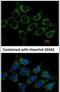 Acylglycerol Kinase antibody, PA5-28566, Invitrogen Antibodies, Immunofluorescence image 