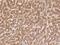 Wnt Family Member 1 antibody, 310639-T08, Sino Biological, Immunohistochemistry frozen image 