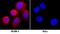 Inhibin Subunit Beta A antibody, AF338, R&D Systems, Immunocytochemistry image 